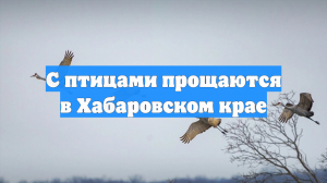 С птицами прощаются в Хабаровском крае