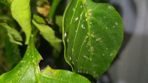 Зеленая тля на перце, в доме на подоконнике