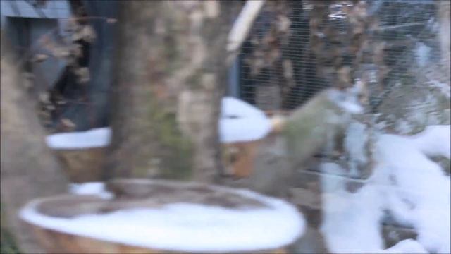 Фосса Лафи на улице, но уже готовится к переезду в павильон 08.10.2025 смотреть онлайн