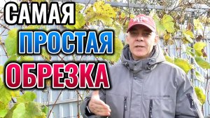 Обрезка винограда на большой урожай: простой и понятный способ 🍇