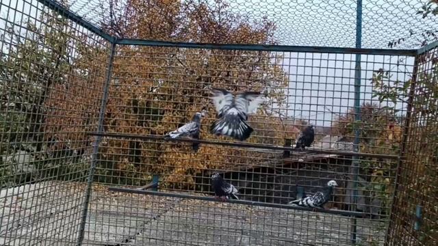 Николаевские голуби 2025 смотреть онлайн