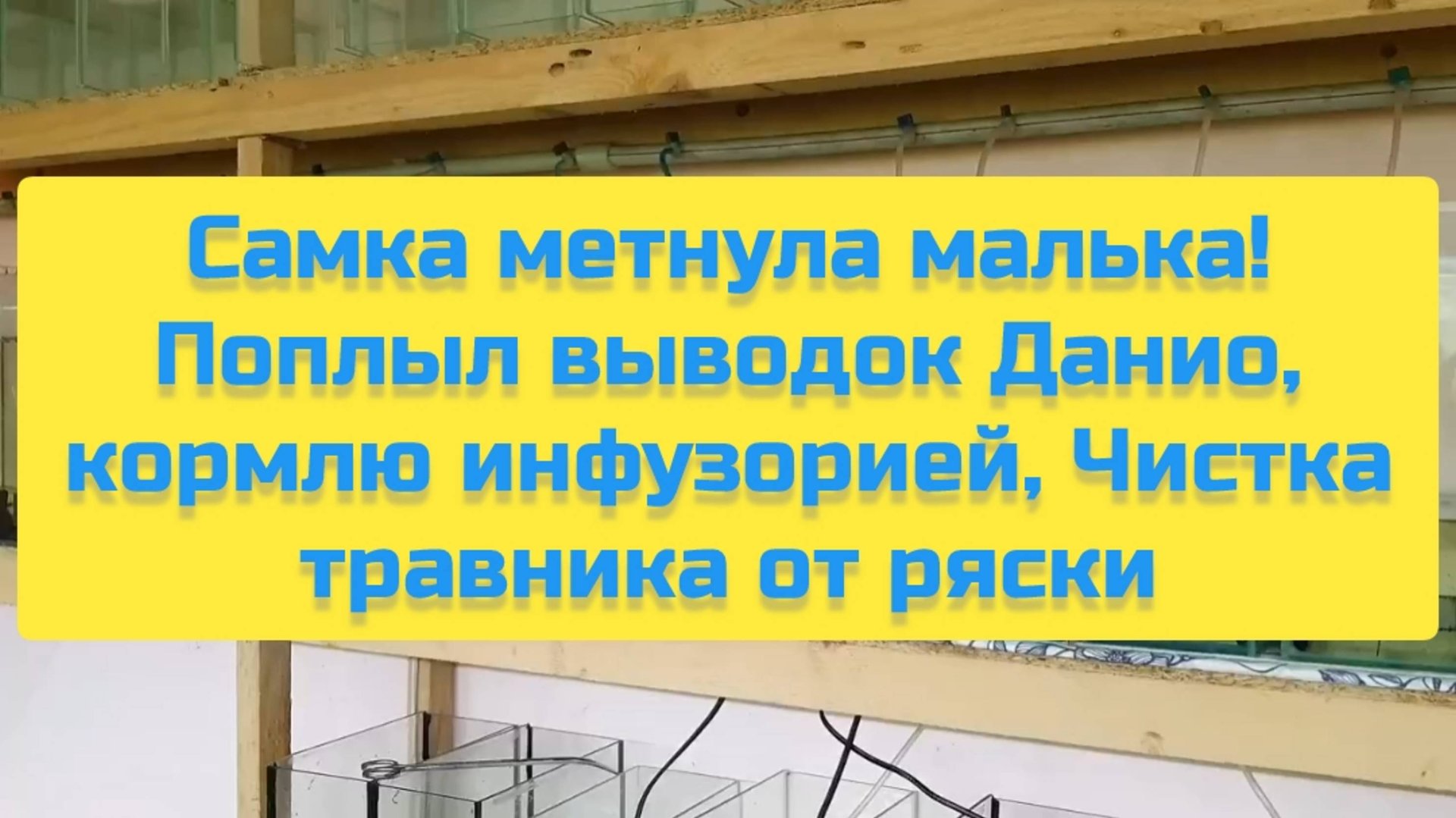 САМКА МЕТНУЛА МАЛЬКА! ПОПЛЫЛ ВЫВОДОК ДАНИО, КОРМЛЮ ИНФУЗОРИЕЙ, ЧИСТКА ТРАВНИКА ОТ РЯСКИ смотреть онлайн
