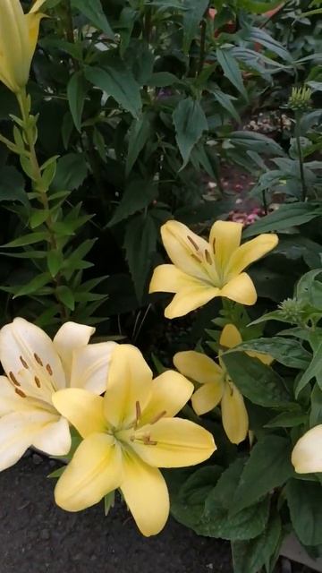 Лилии#shorts смотреть онлайн