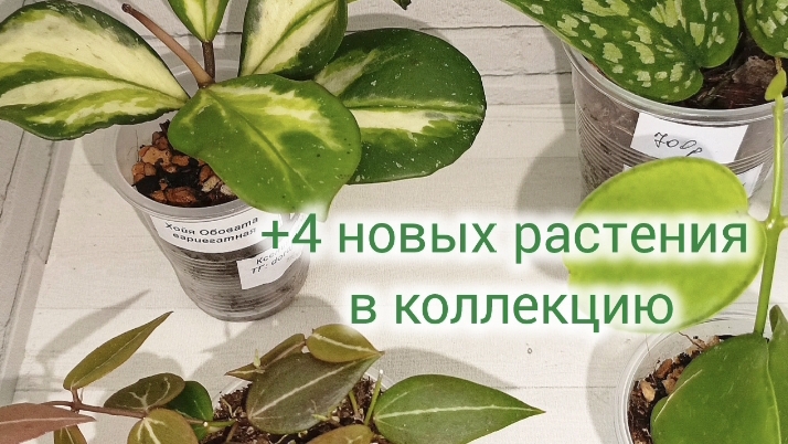 +4 новых растения в свою коллекцию смотреть онлайн