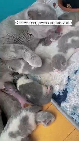 Собака нашла лысое существо