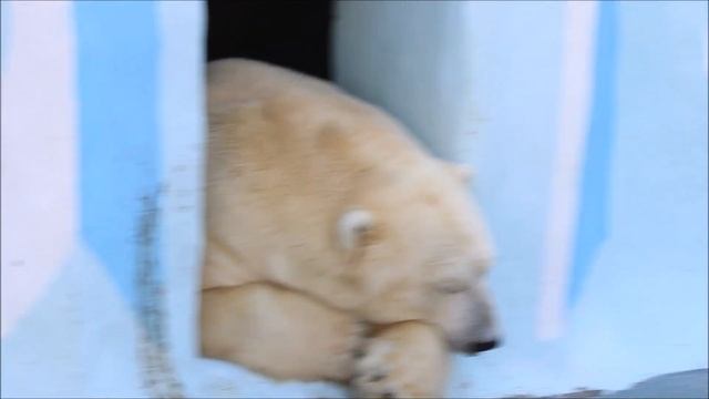 Кай спит в прохладную погоду и не хочет играть 08.10.2025 смотреть онлайн