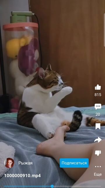 Screen_Recording_20251014-153626_RUTUBE.mp4 смотреть онлайн