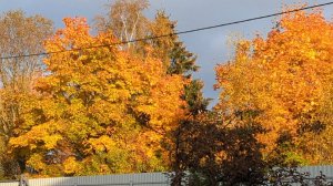 15-10-2025.Дача.Урожай сельдерея.Обрезаю хосты.Любуюсь клёнами.(11.-12.10.25)