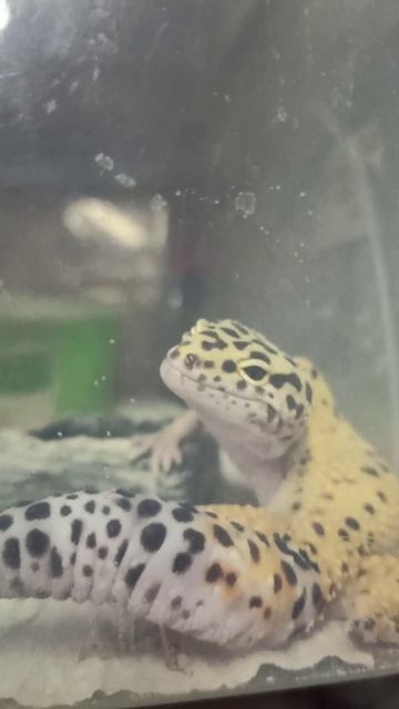 Квазя. 15 октября 2025 г. смотреть онлайн