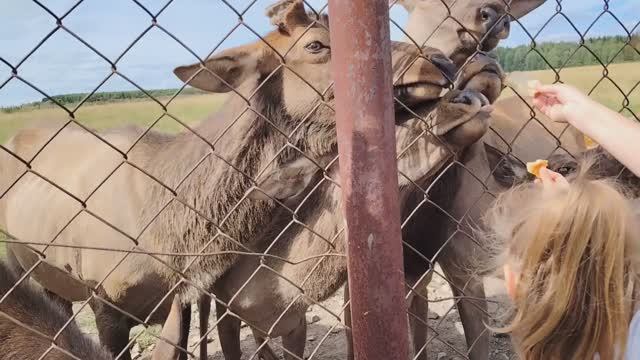 Поездка Софы в Висимский заповедник. Лето 2025 смотреть онлайн