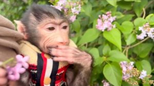 Анфиса НАЕЛАСЬ СИРЕНИ и мы отправились к черепахам и капибарам)