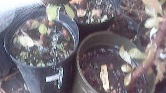 Полив саженцев ЗКС