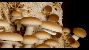 Как растут грибы. Опёнок тополиный