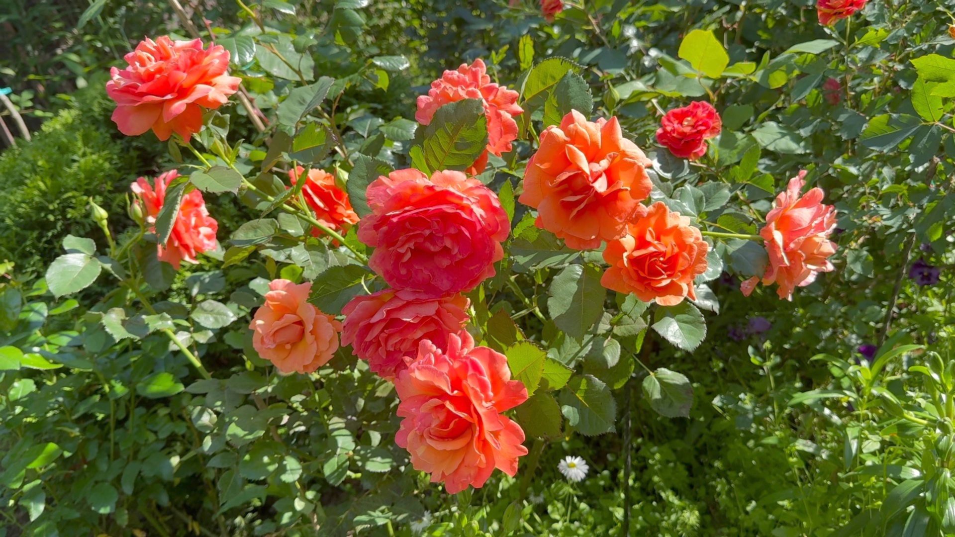 Июль в Саду 2 и 5 июля 2025 смотреть онлайн