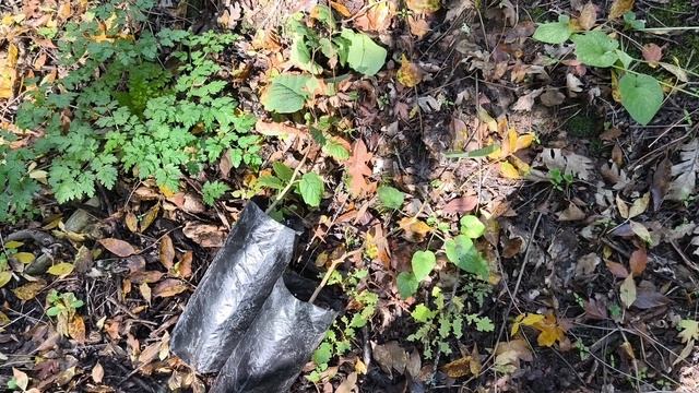 Посадка фундука для защиты от наводнений!