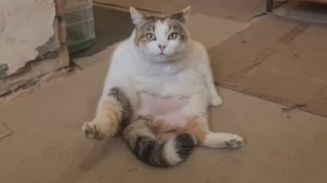 Навожу свои порядки! Будем жить на два хозяйства ?