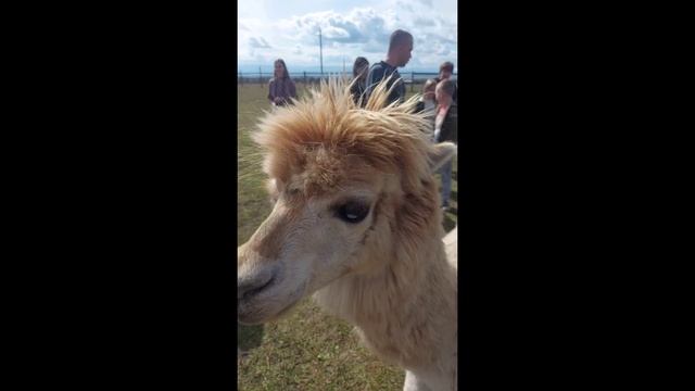 Лама смотреть онлайн