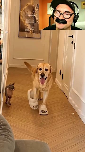 Пëс пришел в тапках хозяина смотреть онлайн