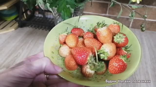 Последний урожай в этом году! Пробуем маленькую дыньку!