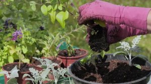 Сад мечты. Выпуск 30