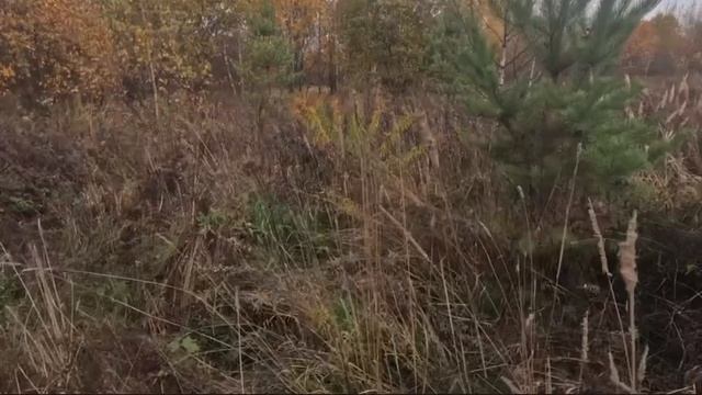 Охота с Английским сеттером на вальдшнепа. Минифильм смотреть онлайн