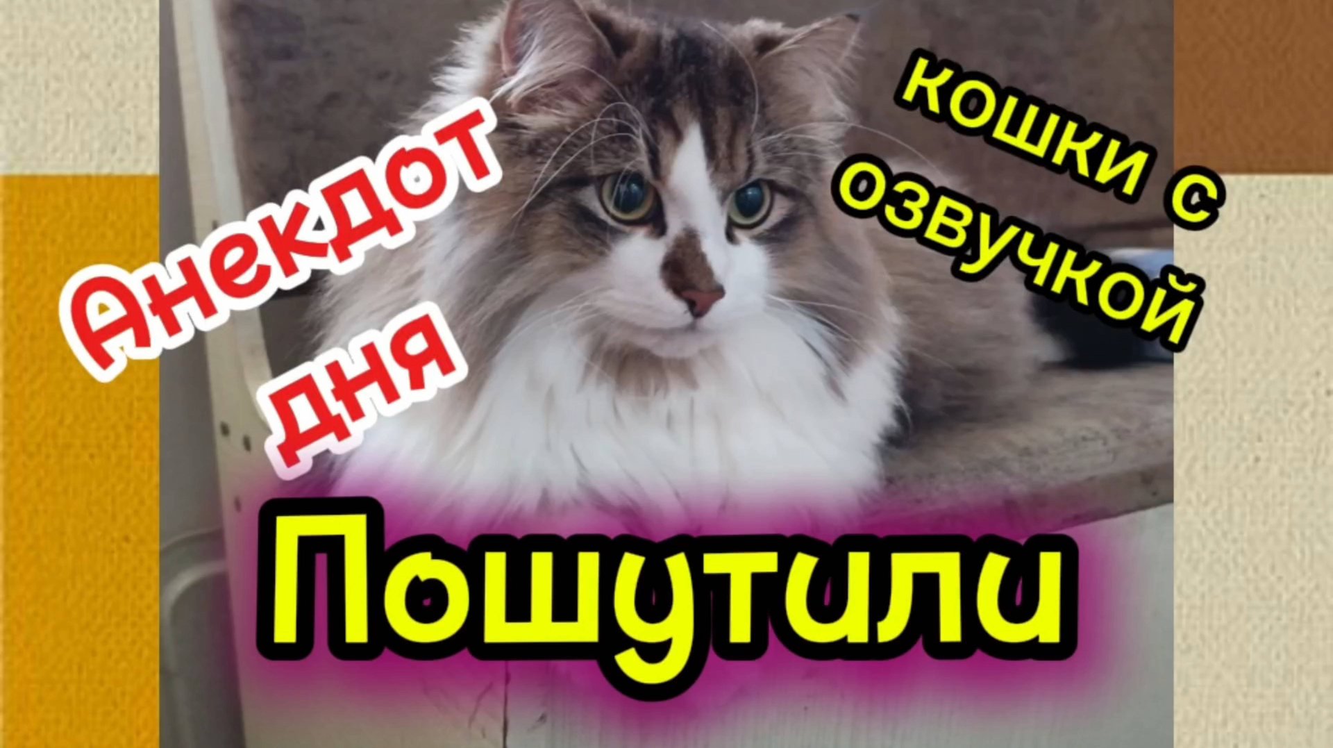 Анекдот дня. Кошки с озвучкой. смотреть онлайн