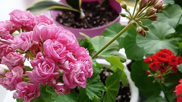 Почему желтеют листья на Пеларгонии??? смотреть онлайн