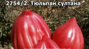 Шикарные сорта томатов селекции Софии Сааковой