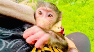 Мы пришли проведать Кешу в новом вольере, а Анфиса соскучилась и никак не хочет отпускать меня)