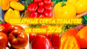Томаты 2026 Удачно поохотилась.Нашла очень крутые сорта.😁😁😁