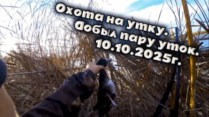 Охота на утку. Добыл пару уток. 10.10.2025г.