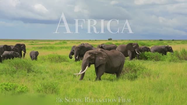 Африка 8K - Живописный Фильм-Релаксация с Успокаивающей Музыкой