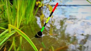 НЕ ДУМАЛ ЧТО ОНО СРАБОТАЕТ! Закинул Поплавок на БЕЛОГО и ПОНЕСЛАСЬ! Рыбалка 2025