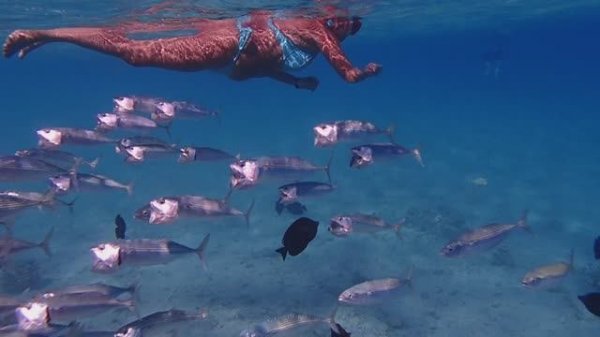 потоки скумбрий