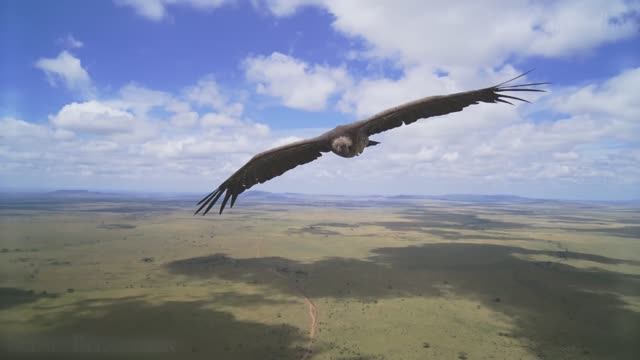 Дискавэри: Африканское сафари 8K - Живописный Фильм о Дикой природе с африканской Музыкой