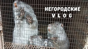 "Вкусняшки" от Ильи. Не время отдыхать! Ждуны.12.10.25