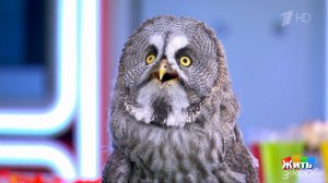 Как сон влияет на продолжительность жизни? Жить здорово! Фрагмент выпуска от 15.10.2025