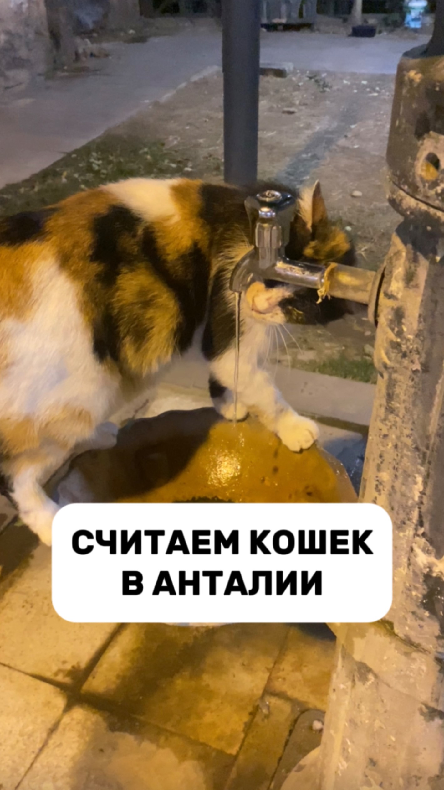 Считаем кошек в Анталии смотреть онлайн