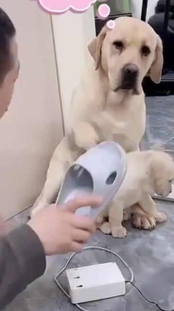 Не ругайся на него, он жэ маленький😜😄🤣 смотреть онлайн
