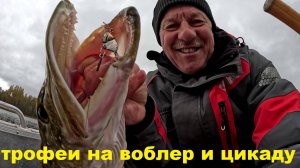 Магсквад или Мачете? Трофеи на воблер и цикаду