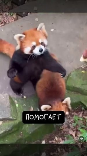 Милые красные панды