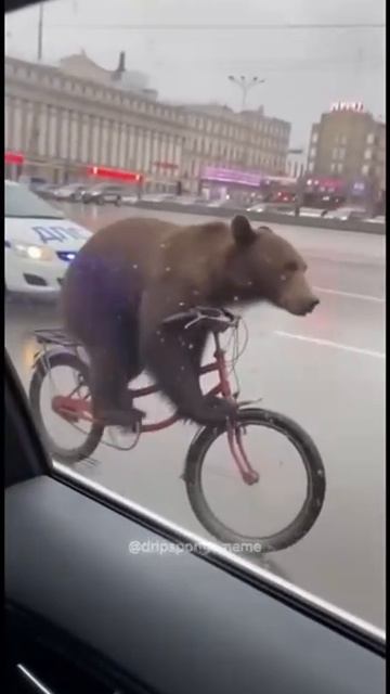 Медведь на велосипеде уходит от ментов по Московским улицам смотреть онлайн