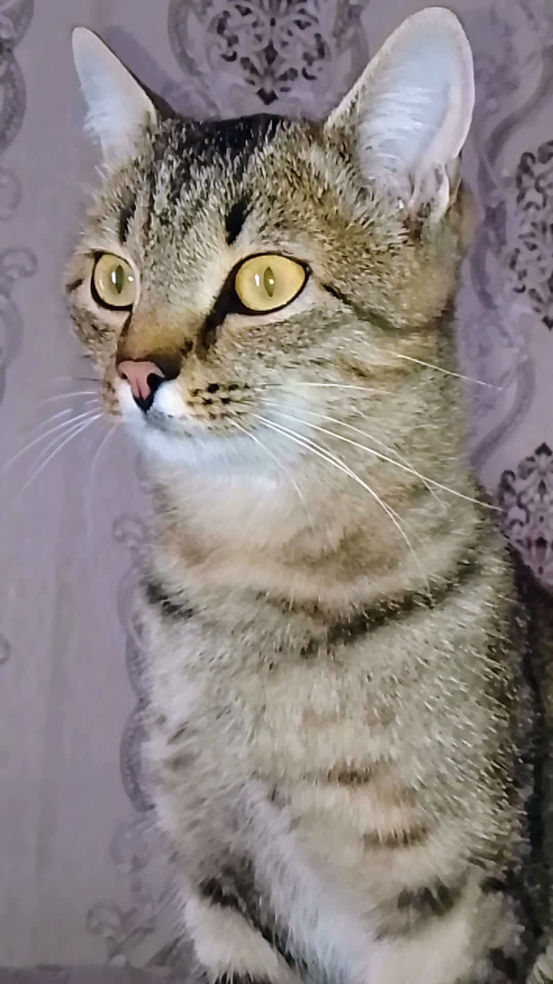 Приветствую любую закуску! 😁😻 Предпочитаю КитиКэт! 😺 Приколы с животными. смотреть онлайн