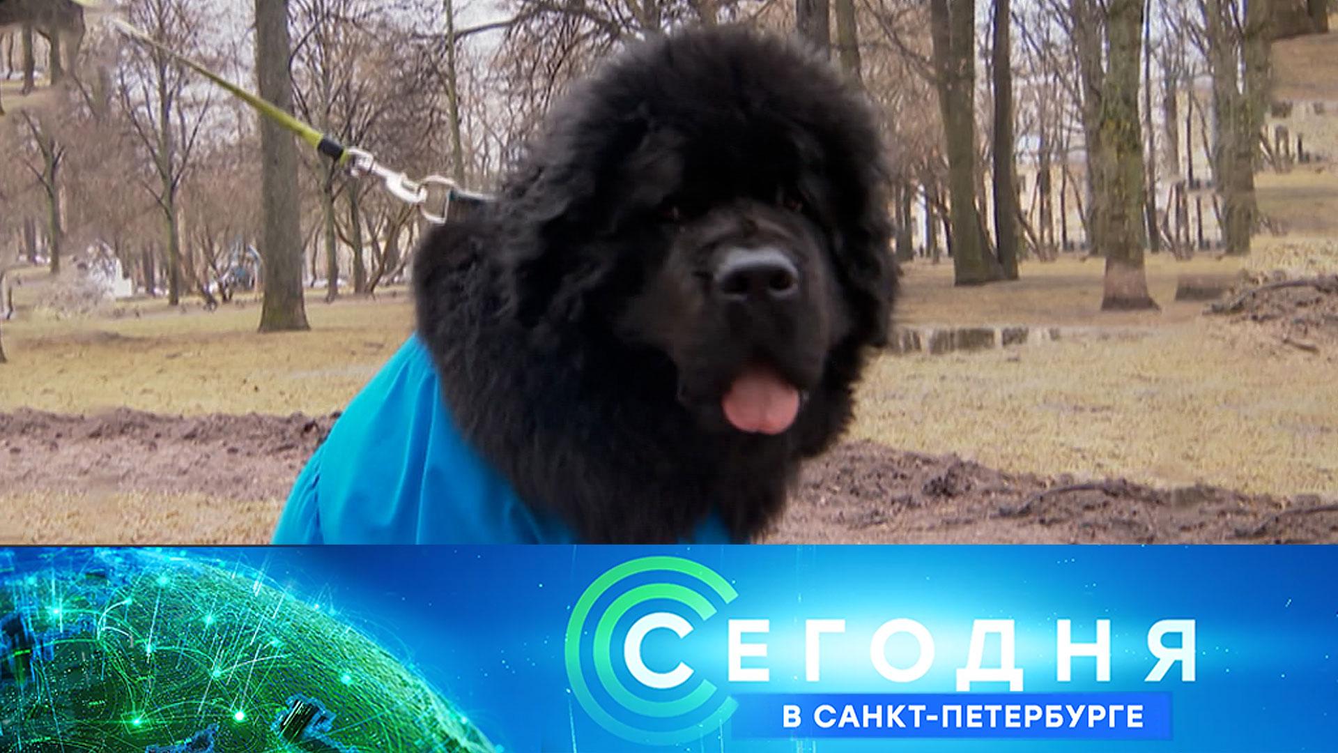 «Сегодня в Санкт-Петербурге»: 15 октября 2025 года смотреть онлайн