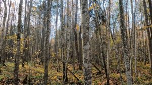 Открытие охоты 2025-2026.