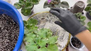 Перевалка деток стандартных фиалок