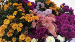 Самый простой и надежный СПОСОБ ХРАНЕНИЯ ХРИЗАНТЕМЫ МУЛЬТИФЛОРА ЗИМОЙ.