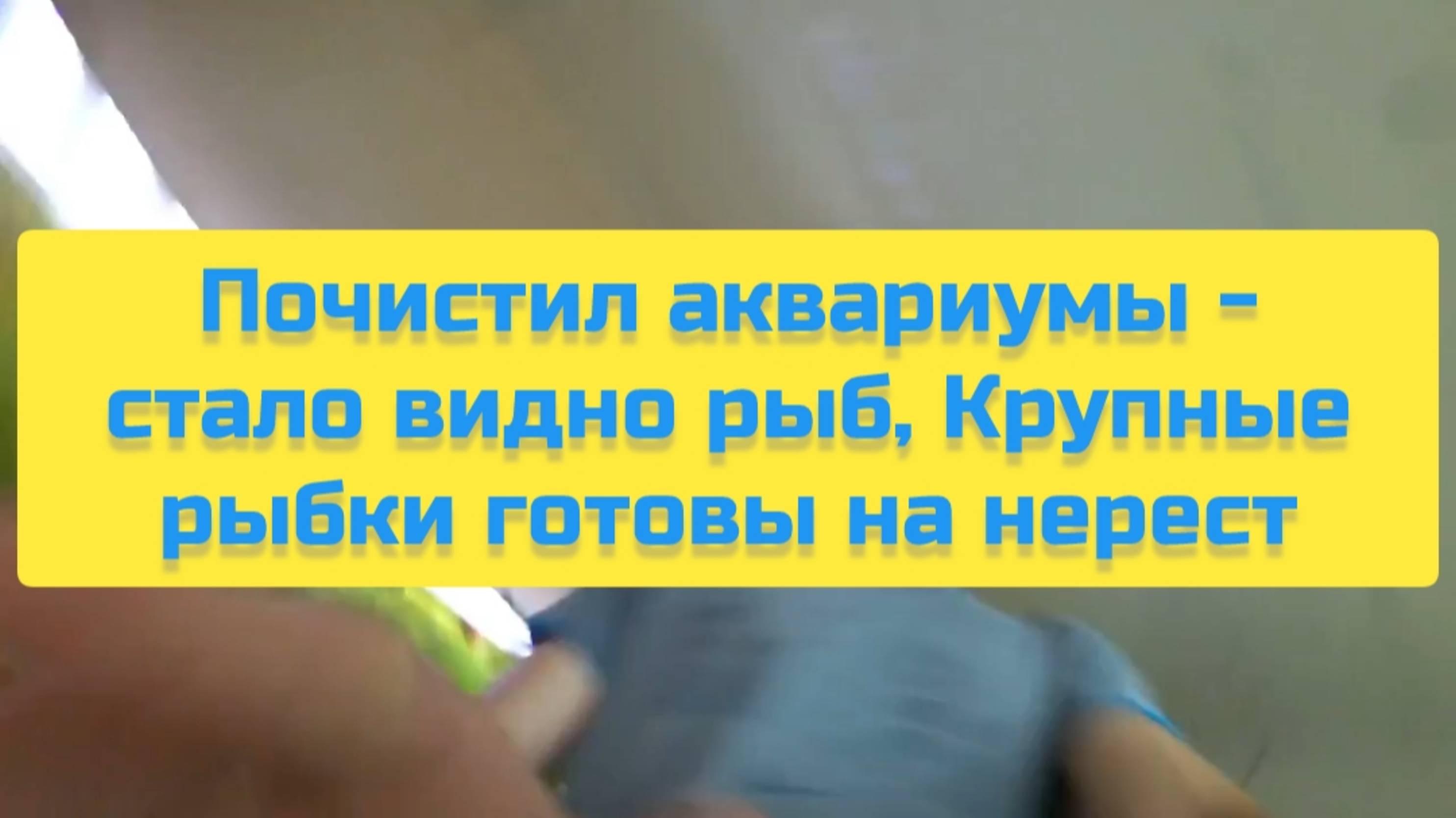ПОЧИСТИЛ АКВАРИУМЫ - СТАЛО ВИДНО РЫБ, КРУПНЫЕ РЫБКИ ГОТОВЫ НА НЕРЕСТ смотреть онлайн