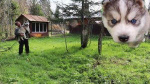 Сделал большой загон для собаки!