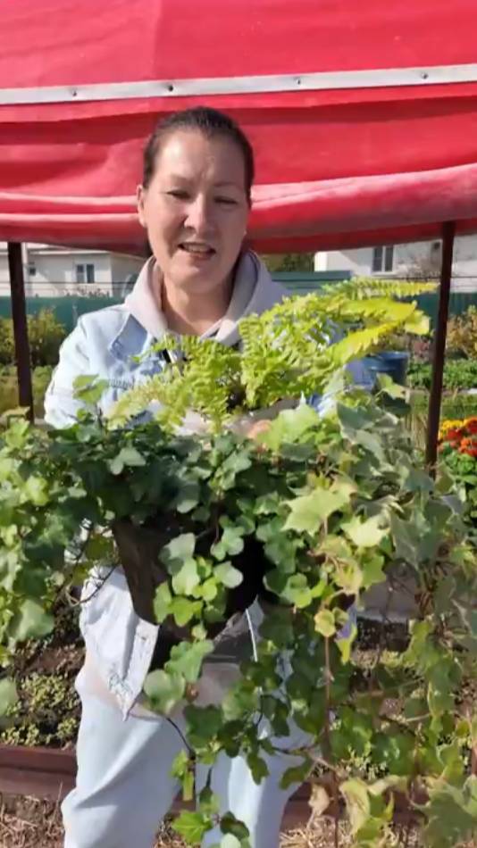 ХЕДЕРА + НЕФРОЛЕПИС_ СУПЕР КОМБО ДЛЯ КАШПО_ идеальная пара для интерьера смотреть онлайн